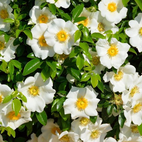 The State Flower for Georgia: The Beauty of the Cherokee Rose - Flora Queen