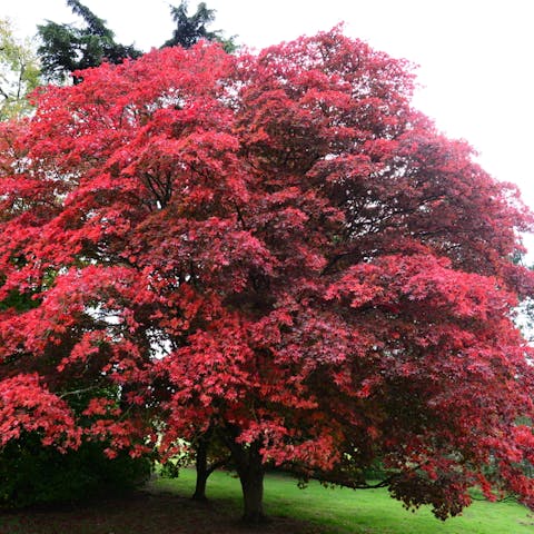 How plants purify the air from air pollution - Flora Queen