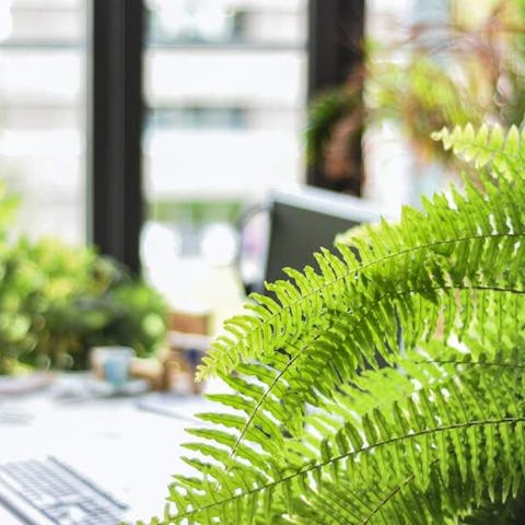 A Guide to Non-Toxic Plants for dogs & pets - Flora Queen