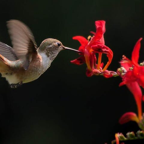 What Flowers Do Hummingbirds Like - Flora Queen