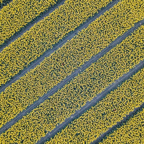 How To Keep Flowers Fresh Overnight - Flora Queen