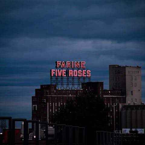 How Many Types Of Roses Are There - Flora Queen