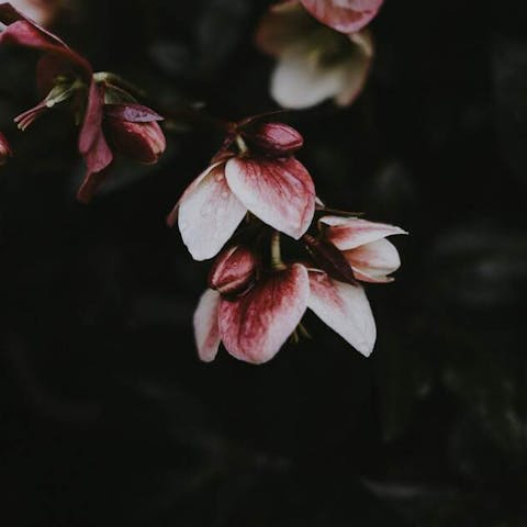 How To Store Flower - Flora Queen