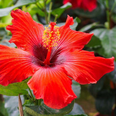 Five Lovely Flowers for Delivery - Flora Queen