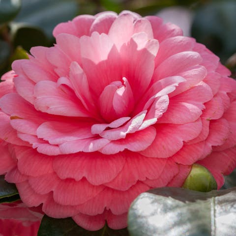 The World’s Most Awesome Flowers: Let’s Discover Together - Flora Queen