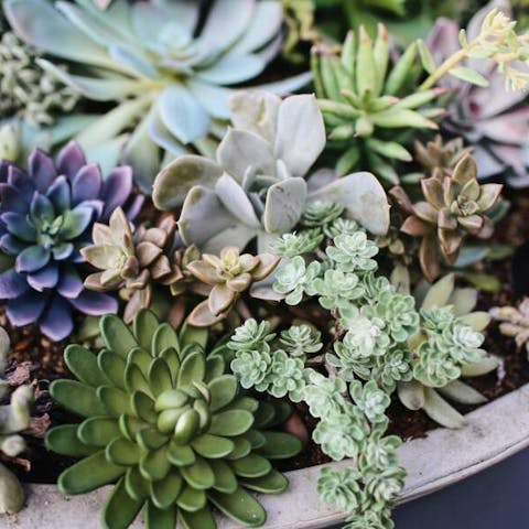 How To Grow Succulents Indoors - Flora Queen