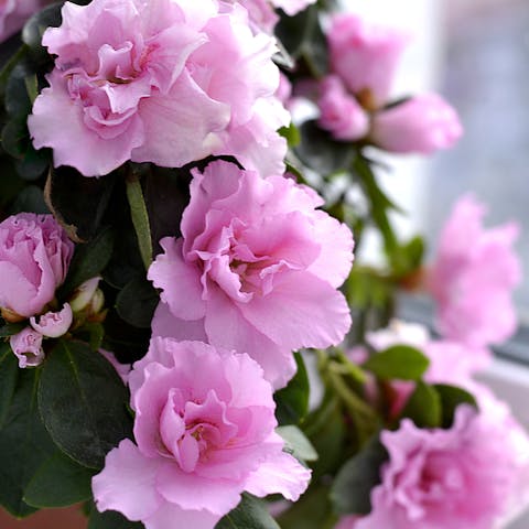 You Can Have Indoor Flowers If You Are Not Able to Grow Them Outdoors - Flora Queen