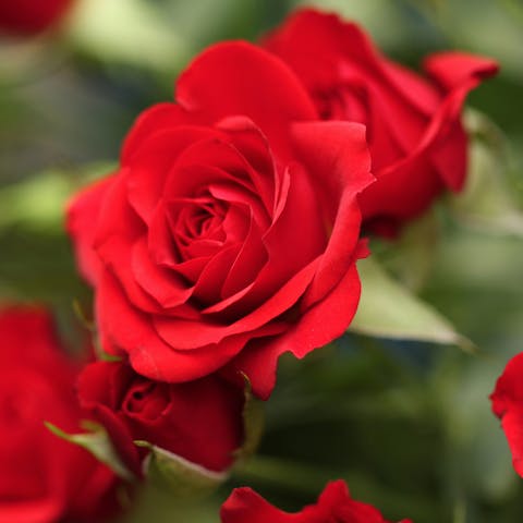 Nine of Natures Most Colorful Flowers - Flora Queen