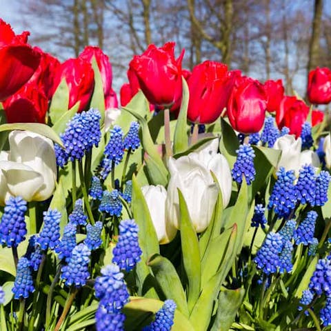 Everything You Should Know About Red, White, and Blue Flowers - Flora Queen