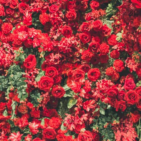 Types of Red Flowers, Their Meanings, And Which One Suits You Best - Flora Queen