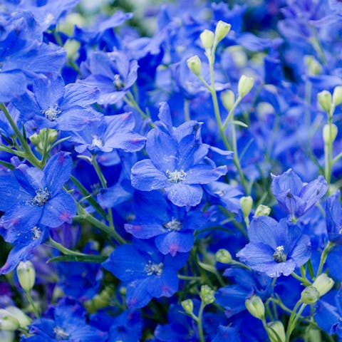 Learn about Larkspur Meaning Flower and Symbolism - Flora Queen