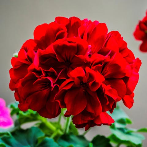 Beautiful, Bold Red Annual Flowers for Your Summer Garden - Flora Queen