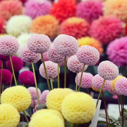 Where to Buy Flowers Near Me – Most Popular and Beautiful Flowers - Flora Queen