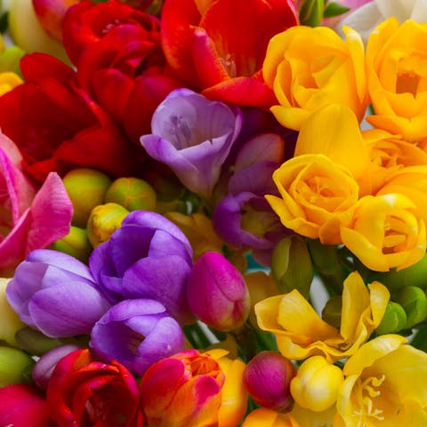 Discover One of the Most Used Flowers in Perfume: The Freesia Flower - Flora Queen