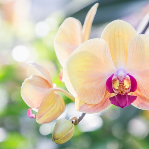 Orchid Symbolism Is Hiding a Wonderful Meaning - Flora Queen