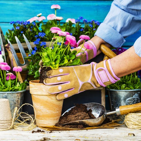 How to Pot a Plant - Flora Queen