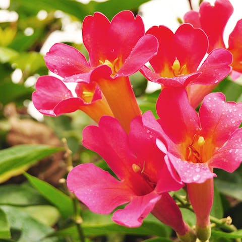 What Flowers do Hummingbirds Like? Flowers to Add to Your Garden - Flora Queen