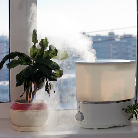 Top Air-purifying Indoor Plants for Sale - Flora Queen