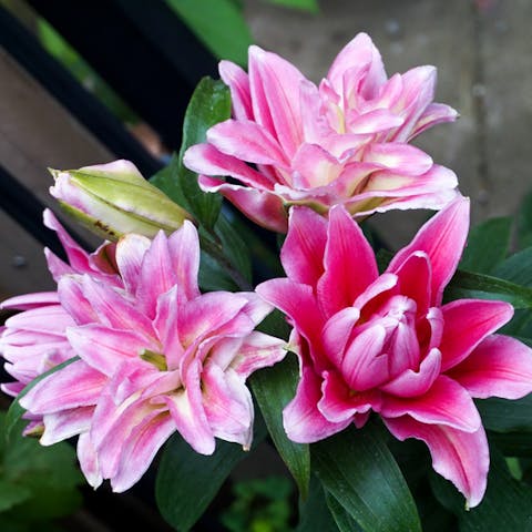 What Are Some Great Flowers Under $20?  - Flora Queen