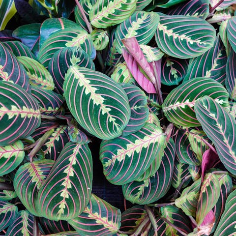 Prayer Plant Care for New Owners - Flora Queen