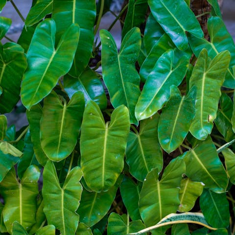 Learn About Philodendron Care To Have A Nice Garden - Flora Queen
