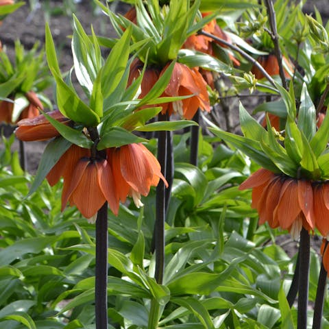 Unique Flowers You Can Add to Your Garden This Year - Flora Queen