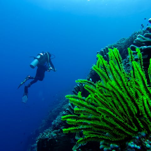 Underwater Plants: Understanding and Planting Aquatic Flowers and Greenery - Flora Queen