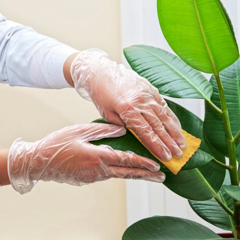 What Should You Know about Rubber Plant Care? - Flora Queen