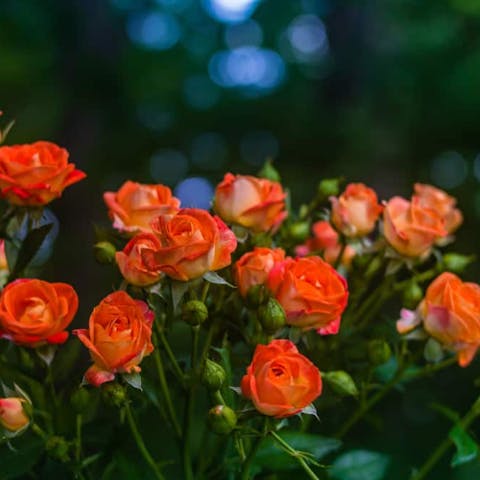 What is The Orange Rose Meaning? - Flora Queen