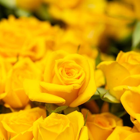 Learn Special Yellow Roses Meaning to Send to Your Beloved Ones on Different Occasions - Flora Queen