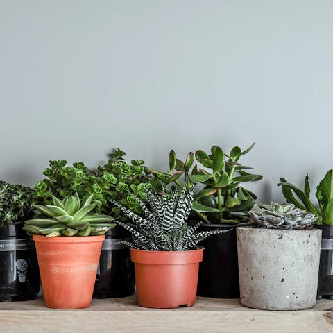 Discover the Most Beautiful Small Indoor Plants to Brighten Your House - Flora Queen
