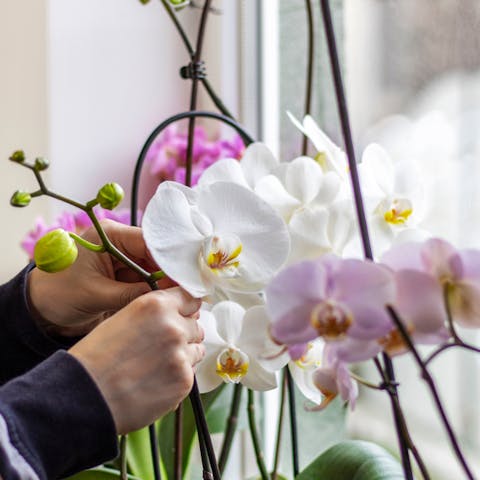 Discover the Main Requirement for How to Care for Orchids - Flora Queen