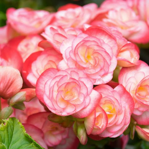 The Captive World of Flowers Names - Flora Queen