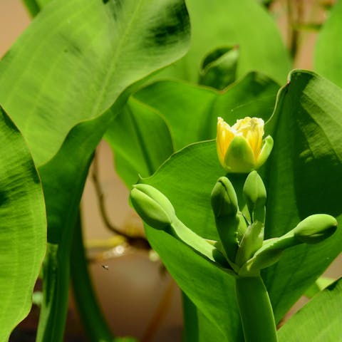 Plant Exotic Flowers and Get a Taste of a Full-Time Holiday - Flora Queen