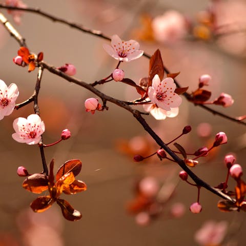 Japan and its Flowers are Beautiful and Mind-Blowing - Flora Queen