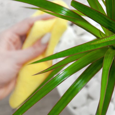 Dracaena Plant Care: A Guide For Growing A Healthy Dracaena Plant - Flora Queen