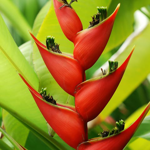 Tropical Flowers Are Unique And So Attractive - Flora Queen