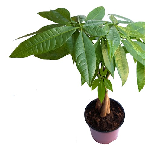 Money Tree Care – All You Need to Know - Flora Queen