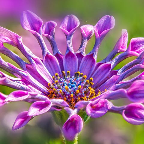 Enjoy the Beautiful African Daisy with Their Unique Shape - Flora Queen