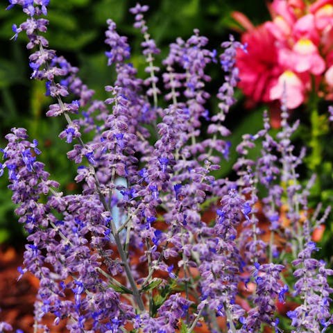 Russian Flowers Represent Power, Success and a Strong Character - Flora Queen