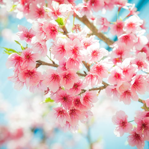 You can find Beauty and Wisdom in Japanese Flowers - Flora Queen