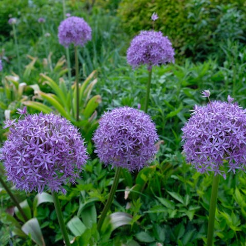 What are the Most Popular Flowers? We Have the Answer - Flora Queen