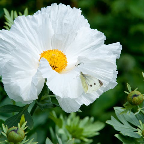 Hawaii Flowers are a Romantic Part of the Aloha State - Flora Queen