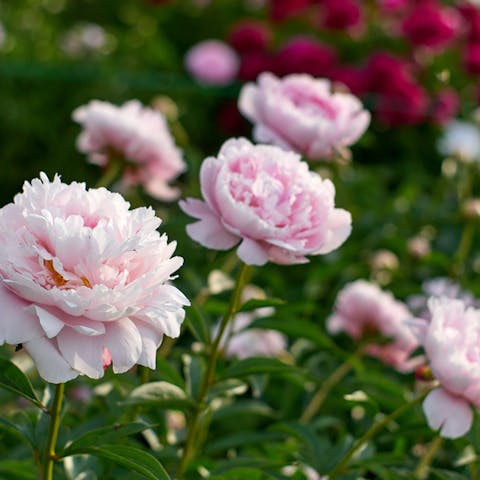 Enjoy The Special Peonies Season And The Blooms of Its Flowers - Flora Queen