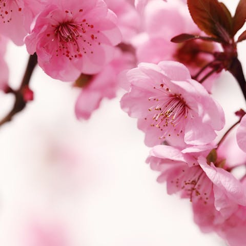Peach Blossom Announces a Flowering Spring - Flora Queen