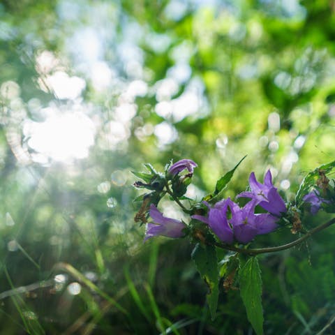 What Are the Most Purple Flower Names? - Flora Queen