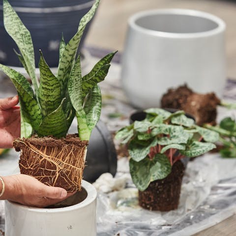 Snake Plant Care: the Evergreen Mother-in-law’s Tongue - Flora Queen