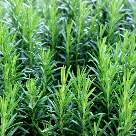 Rosemary Plant: A Tasty Evergreen Herb - Flora Queen