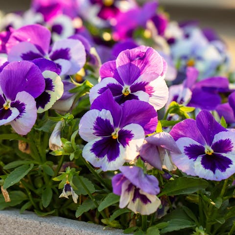 Flowers and their Meanings - Flora Queen