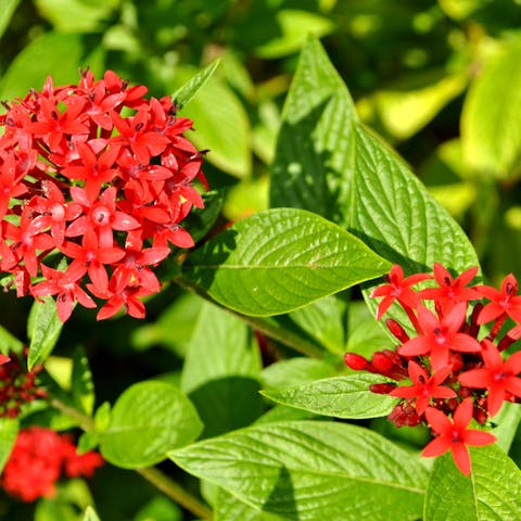 Get Yourself a Trip by Planting Egyptian Flowers - Flora Queen